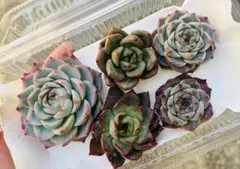 5苗セット　多肉植物　エケベリア　韓国苗　カット苗　寄せ植えセット　多肉弁当