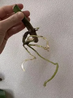 斑入りモンステラ　発根済みのサムネイル