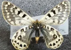珍産地 チベット産 アッコウスバシロチョウ 蝶 標本 - メルカリ