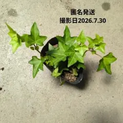 アイビー ヘデラ 抜き苗 観葉植物のサムネイル