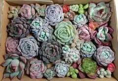 391　多肉植物カット苗セット　寄せ植えに♪