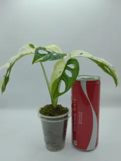 ラベンダーおじさん様 リクエスト 2点 まとめ商品