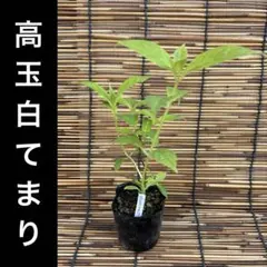 ポットごとヤマト便454】ヤマアジサイ 1年生苗 津江てまり - メルカリ