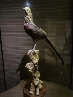 特大 銀鶏鳥 錦鶏鳥 剥製 置物 高級木製枠ガラスケース - メルカリ