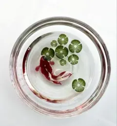38ミニ金魚鉢 ハンドメイド オブジェ レジン 金魚 波紋無しタイプ 浮草