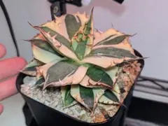 チタノタ 「スナグルトゥース」大株 チビから育成 鉢ごと発送のサムネイル