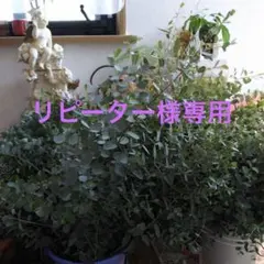 専用 今季お得箱 ユーカリフレッシュ140サイズ