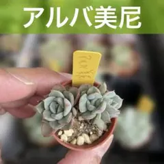 【サンキューセール】エケベリア アルバ美尼 一寸鉢 No.137のサムネイル