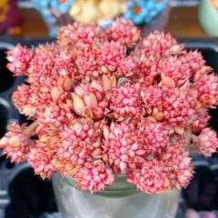 速達　なお様 リクエスト 2点 まとめ商品