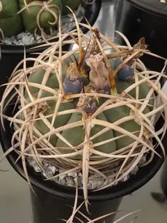 なまけもの様 リクエスト 5点 まとめ商品