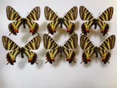 オーベルチュールハグルマヤママユ 標本 昆虫 蛾 - メルカリ