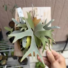 ビカクシダ P.willinckii OMG 晴花HARUHANA - メルカリ