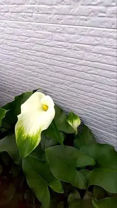 색상: 그린
