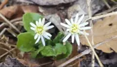 たにー様 リクエスト 3点 まとめ商品