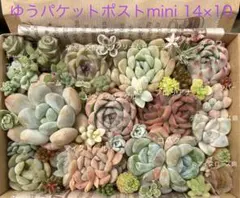 ピンククリスタル入り多肉植物寄せ植えセット