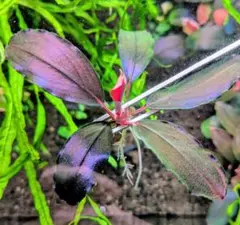 【貴重】ブセファランドラspブラックダイヤモンド　水中葉　コケなし　おまけありのサムネイル