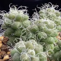 美和様 リクエスト 4点 まとめ商品