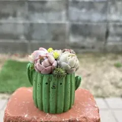 ♡そのまま飾れる♡サボテンポット♬可愛い多肉植物寄せ植え╰(*´︶`*)╯♡