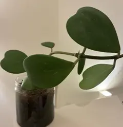 メルカリ市価格ハートホヤ Hoya kerrii 観葉植物