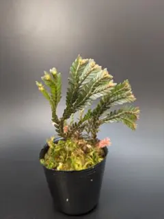 メル87351様 リクエスト 3点 まとめ商品