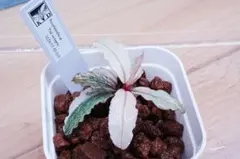 Bucephalandra ブセファランドラ sp. ピンクバリエガータ　水上葉のサムネイル