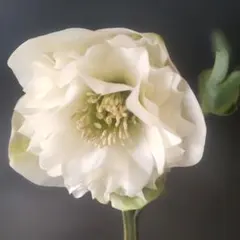 2026年最新】クリスマスローズ 多弁の人気アイテム - メルカリ