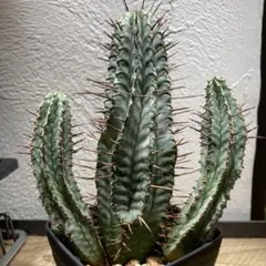 メルカリ便発送&ロウルサンコさんラベル付き☆ホリダ BIGBANG 2026年最新】ユーフォルビアホリダの人気アイテム - メルカリ