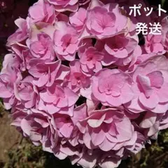 yuzumao0927　プロフ読んでね様 リクエスト 2点 まとめ商品