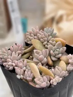 たか様 リクエスト 2点 まとめ商品