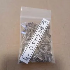 花の種 ミニひまわり 約30粒〜50粒