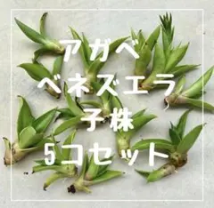 2026年最新】アガベ 子株 セットの人気アイテム - メルカリ