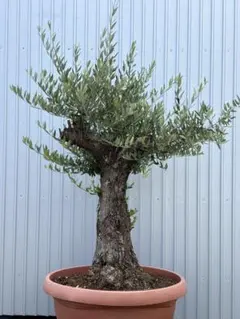 オリーブの木,た植物/観葉植物:古木幹極太『幹周り約57㎝』ルッカ。 オリーブの木,た植物/観葉植物:古木幹極太『幹周り約57㎝』ルッカ