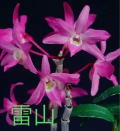 紅飛天 セッコク 山野草 ガーデニング フウラン 富貴蘭 古典園芸 着生