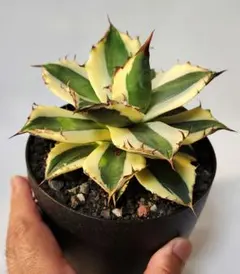 agave titanota スナグルトゥース カリフォルニア株 子株A - メルカリ