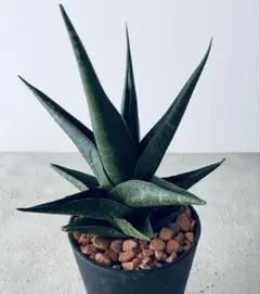 ブ*ー様 貴重種 サンスベリア アンゴラ Sansevieria sp. Ang - メルカリ