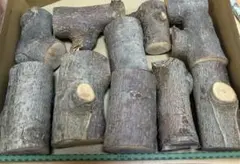 【匿名、即日発送】りんごの木　大きめ　デグー　小動物　おもちゃのサムネイル