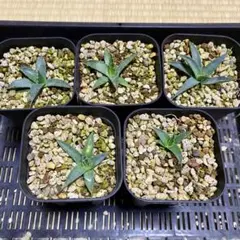 ‼️モンタナ実生株42株セット‼️ポットごとメルカリ便‼️ 2026年最新】アガベ 実生 セットの人気アイテム - メルカリ