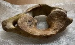 縄文時代後期 山型土偶 頭部 耳環 イアリング 福島県 出土 発掘 骨董 古美術 縄文時代後期 山型土偶 頭部 耳環 イアリング 福島県 出土 発掘 骨董
