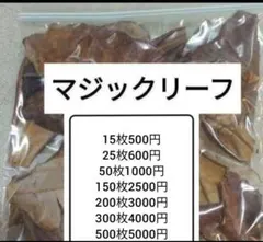 マジックリーフ モモタマナの葉 大小40〜50枚 - メルカリ