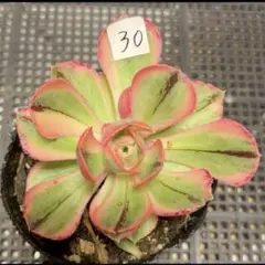 観葉植物 ア工オニウム錦❤️ロスコフ錦❤️青花磁❤️状態図 33#観葉植物ア工オニウム錦❤️レッド富士❤️青花磁 ❤️1大頭5小頭