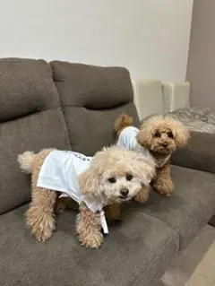 ペット用お遍路白衣さんや袋付き sss～Mサイズ ※Lサイズ以上ご検討も