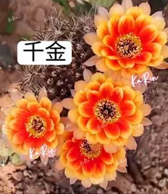 44-Anne 強香 新品種花サボテン エキノプシス属 花10−12cm カキコ