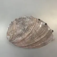 【特大】アワビ 貝殻 17cm 天然素材