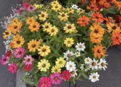 矮性ジニア6色の種200粒