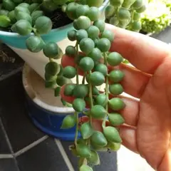 多肉植物☆バナナネックレス☆カット苗☆30cm以上！ - メルカリ