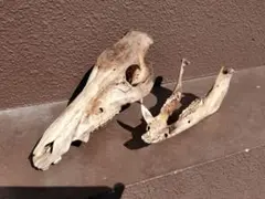 頭蓋骨 ツキノワグマ頭蓋骨 熊の骨オブジェ 希少コレクション 薬剤不