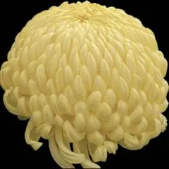 大菊苗10本　菊作り　栽培テキスト付きのサムネイル