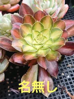 ☆多肉植物☆ホワイトウエディングドレス②・アエオニウム☆ - メルカリ