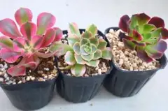 2026年最新】観葉植物 アエオニウムの人気アイテム - メルカリ