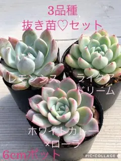 みーちゃん【来年２日から出品】様 リクエスト 3点 まとめ商品